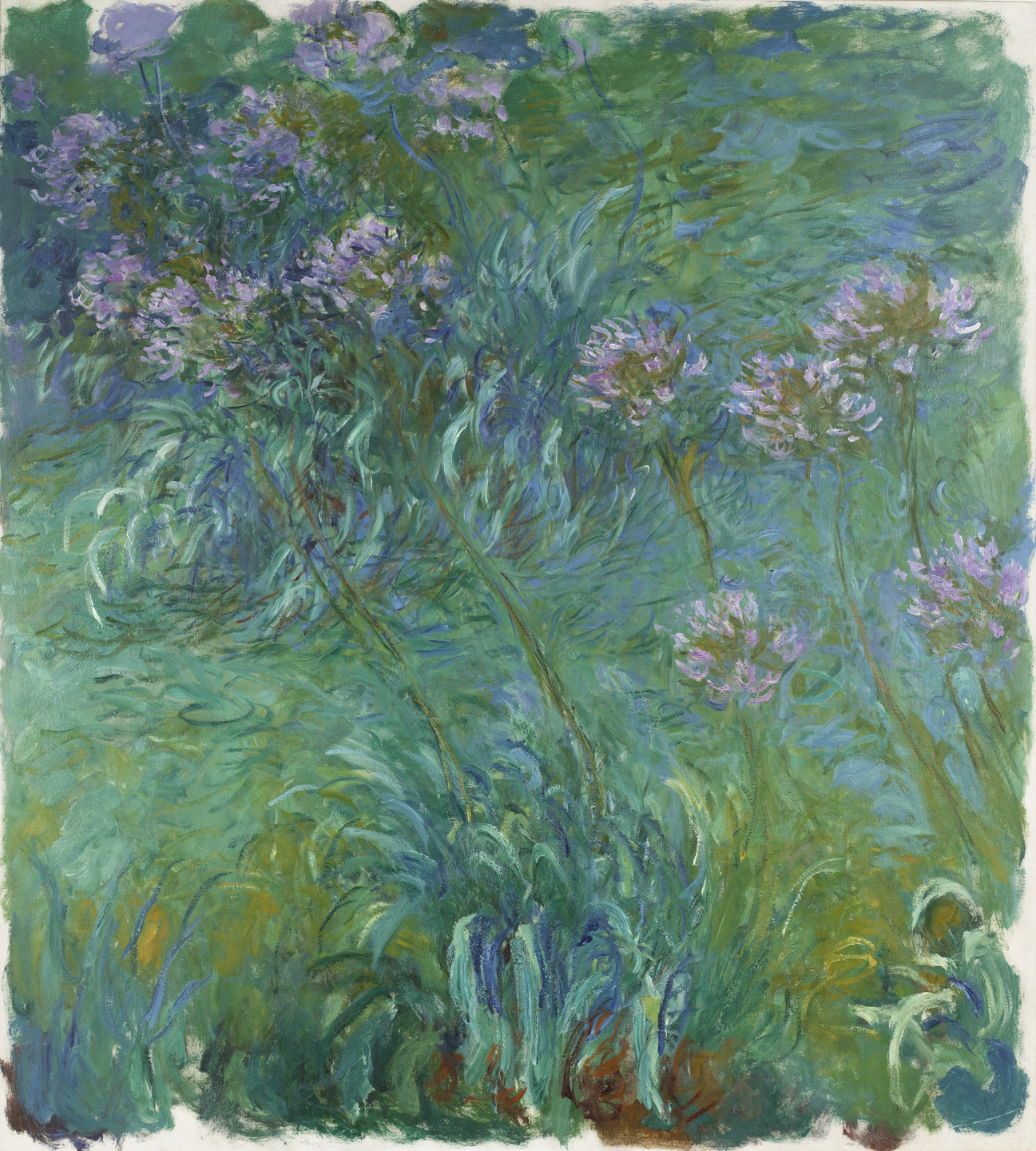 Agapanthus at Giverny